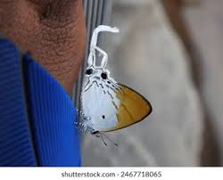 Attēlu rezultāti vaicājumam “Theclinae”