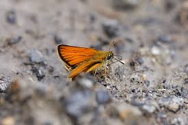 Attēlu rezultāti vaicājumam “Thymelicus lineola female”