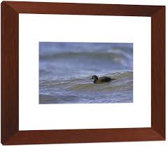 Attēlu rezultāti vaicājumam “Melanitta nigra male”