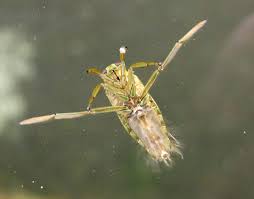 Attēlu rezultāti vaicājumam “Notonecta glauca”