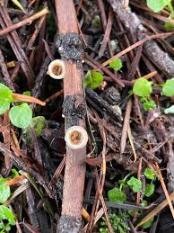 Attēlu rezultāti vaicājumam “Crucibulum laeve”