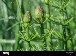 Attēlu rezultāti vaicājumam “Equisetum fluviatile”