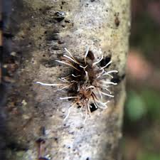 Attēlu rezultāti vaicājumam “Akanthomyces aculeatus”