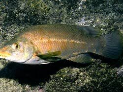 Image result for Labrus bergylta