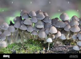 Attēlu rezultāti vaicājumam “Coprinus disseminatus”