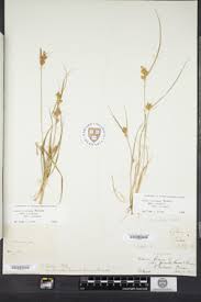 Attēlu rezultāti vaicājumam “Carex viridula”