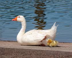 Attēlu rezultāti vaicājumam “Anser anser adult”