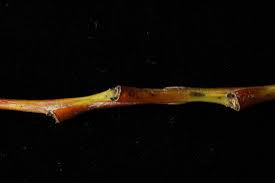 Attēlu rezultāti vaicājumam “Salix daphnoides subsp. acutifolia”