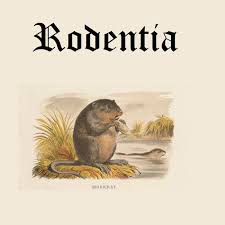 Attēlu rezultāti vaicājumam “Rodentia”