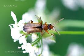 Attēlu rezultāti vaicājumam “Orsodacne cerasi”