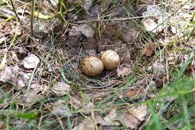 Attēlu rezultāti vaicājumam “Scolopax rusticola eggs”