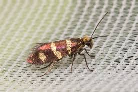 Attēlu rezultāti vaicājumam “Micropterix aureatella”