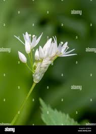 Attēlu rezultāti vaicājumam “Allium ursinum flower”