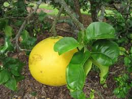 Attēlu rezultāti vaicājumam “Glyceria maxima fruit”