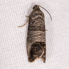 Attēlu rezultāti vaicājumam “Cydia pomonella”