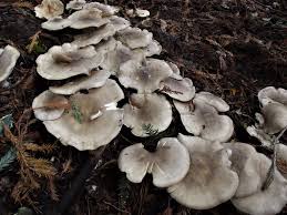 Attēlu rezultāti vaicājumam “Clitocybe nebularis”