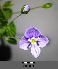Attēlu rezultāti vaicājumam “Veronica filiformis flower”