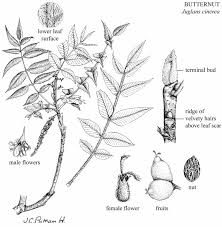 Attēlu rezultāti vaicājumam “Juglans cinerea leaf”