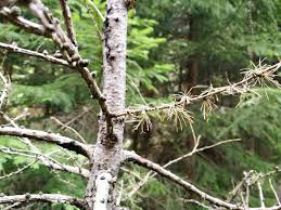 Attēlu rezultāti vaicājumam “Lachnellula willkommii”