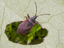 Attēlu rezultāti vaicājumam “Gastrodes grossipes”