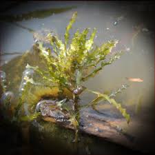 Attēlu rezultāti vaicājumam “Najas marina”