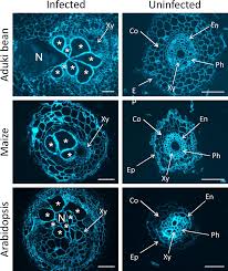 Attēlu rezultāti vaicājumam “Enteridium liceoides macro”