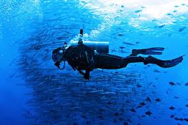 Image result for Dive Barracuda