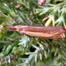 Attēlu rezultāti vaicājumam “Crambus silvella”