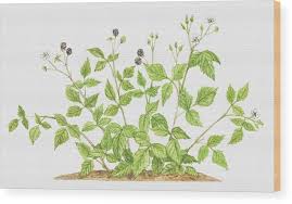 Attēlu rezultāti vaicājumam “Rubus caesius flower”