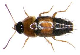 Attēlu rezultāti vaicājumam “Tachyporus sp.”