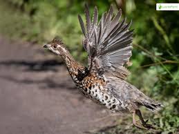 Attēlu rezultāti vaicājumam “Bonasa bonasia eggs”