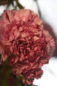 Image result for Nelke