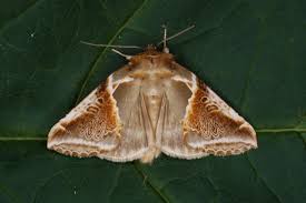 Attēlu rezultāti vaicājumam “Habrosyne pyritoides”