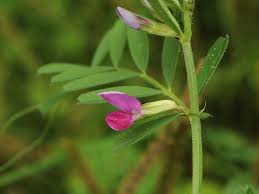 Attēlu rezultāti vaicājumam “Vicia angustifolia”