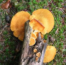 Attēlu rezultāti vaicājumam “Phyllotopsis nidulans”