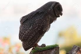 Attēlu rezultāti vaicājumam “Strigiformes”