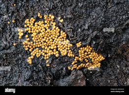 Attēlu rezultāti vaicājumam “Trichia varia”