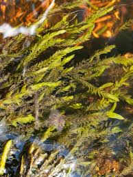 Attēlu rezultāti vaicājumam “Fontinalis antipyretica”