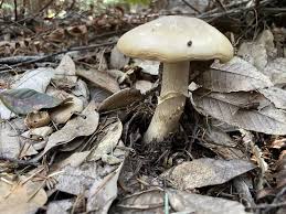 Attēlu rezultāti vaicājumam “Rozites caperata”