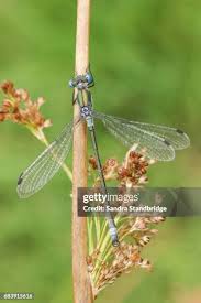Attēlu rezultāti vaicājumam “Lestes dryas”