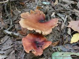 Attēlu rezultāti vaicājumam “Polyporus badius”