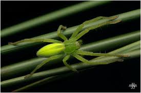 Attēlu rezultāti vaicājumam “Micrommata virescens”