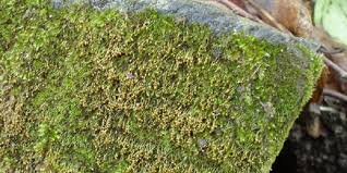 Attēlu rezultāti vaicājumam “Seligeria donniana”