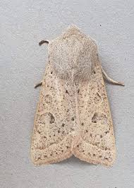 Attēlu rezultāti vaicājumam “Orthosia gracilis”