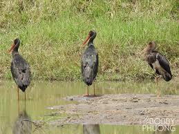 Attēlu rezultāti vaicājumam “Ciconia nigra”
