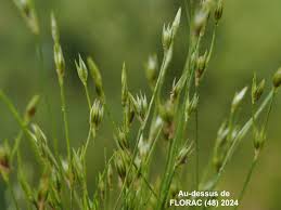 Attēlu rezultāti vaicājumam “Juncus capitatus fruit”