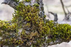 Attēlu rezultāti vaicājumam “Mnium stellare”