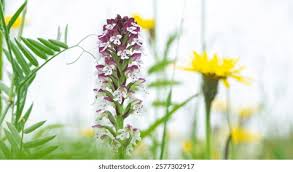 Attēlu rezultāti vaicājumam “Orchis ustulata flower”