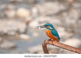 Attēlu rezultāti vaicājumam “Alcedo atthis nest”