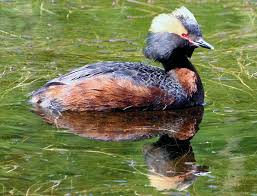 Image result for Podiceps auritus
